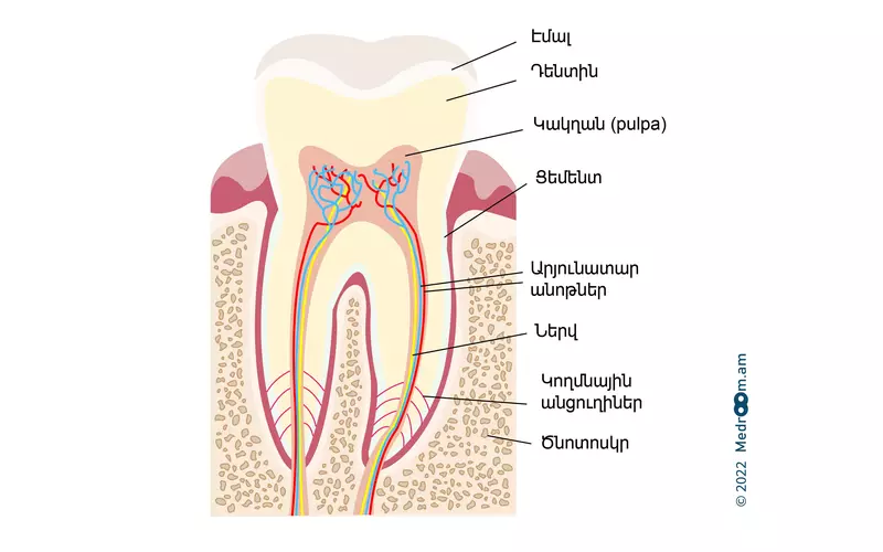 Ատամի կառուցվածքը